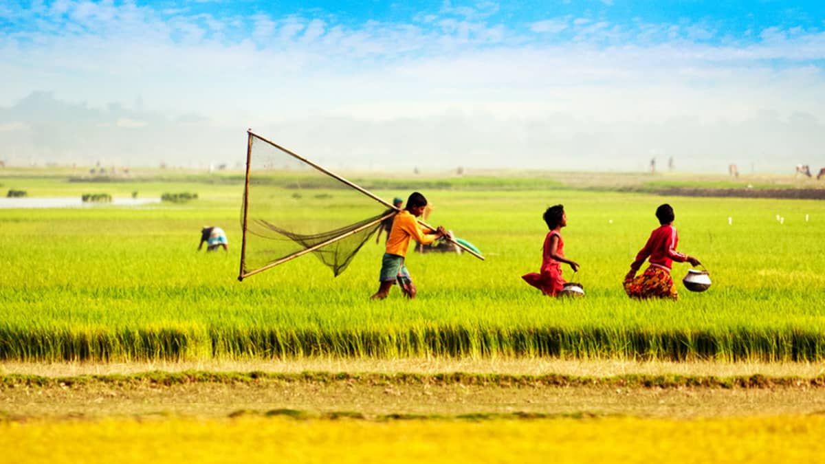 OpenCollective banner for @bangladesh
