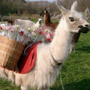 OpenCollective profile picture for @llama