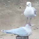 OpenCollective profile picture for @seagull